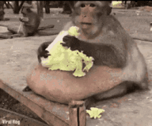 grorilla backup eating monkey fat