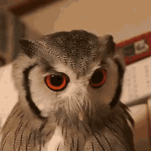 owl red eyes bird cute tilt head