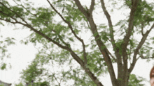 a blurry picture of a tree with a white background .