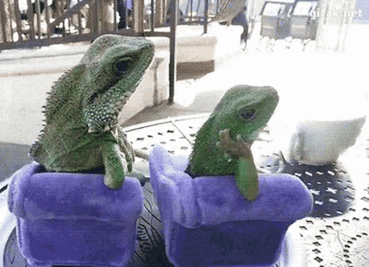 Lizards Chair Funny Animals GIF - Lizards Chair Funny Animals Chilling GIFs