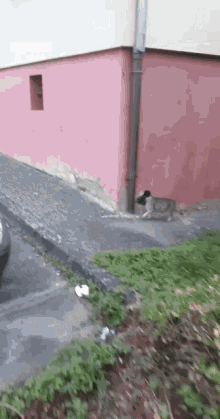 Kedi Cat GIF - Kedi Cat Running GIFs