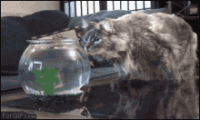 Fish Bowl Cat GIF - Fish Bowl Cat Fish GIFs