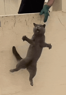 a gray cat is being held by a person wearing gloves