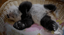 Sleepytown GIF - Panda Baby Panda Sleeping GIFs