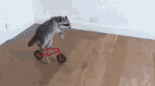 raccoon bike