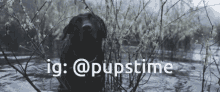 a black dog is standing in a body of water with the words ig @pupstime above it