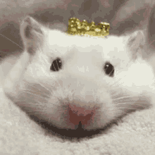 Queen Cute GIF - Queen Cute Animal GIFs