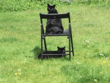 Big Cat Little Cat Black Cats GIF - Big Cat Little Cat Black Cats Bagheera GIFs