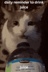a cat is drinking from a bottle of spruce water