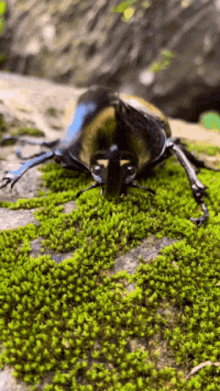 Hercules Beetle GIF