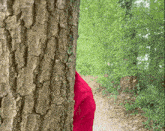 a person in a red shirt is peeking out from behind a tree