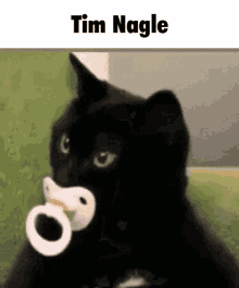 Tim Nagle Cat GIF - Tim Nagle Cat Black GIFs