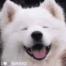 Samoyedcoin GIF - Samoyedcoin Samo GIFs