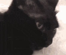 Black Cat Cat Tongue GIF - Black Cat Cat Cat Tongue GIFs