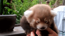 Taronga Zoo Welcomes Fiery Red Panda Cub GIF - Red Panda Cub Zoo GIFs