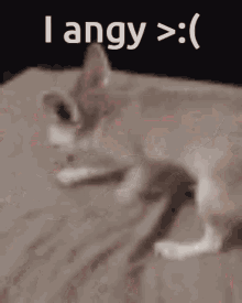 Angy Angry GIF - Angy Angry Fennec Fox GIFs