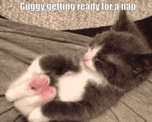 Guggy Gugster GIF - Guggy Gugster Cat GIFs