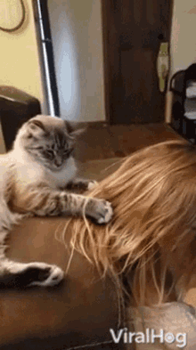 Cat Combing Hair Viralhog GIF - Cat Combing Hair Viralhog Cute GIFs