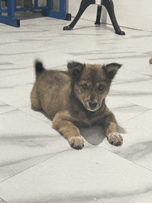 a brown puppy is laying on a white tile floor