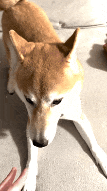 a brown and white dog is laying on a couch