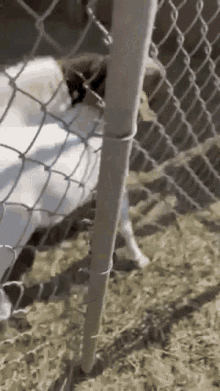 a goat is behind a chain link fence eating hay .