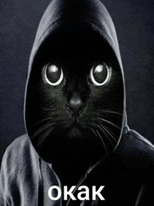 a black cat wearing a hoodie with the word okak in white