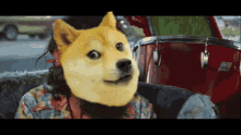 a dog with a drum in the background is wearing a floral shirt