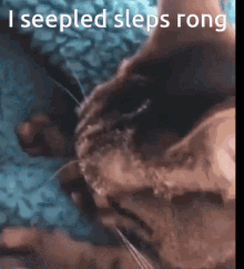 I Seepled Sleps Rong GIF - I Seepled Sleps Rong GIFs