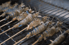 釣蝦 Shrimp GIF - 釣蝦 Shrimp Roast GIFs