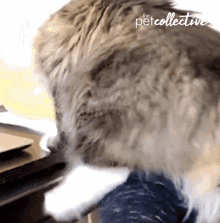 Scratching The Pet Collective GIF