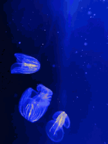 Jellyfish Underwater GIF