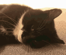 Pino Cat GIF - Pino Cat Lol GIFs