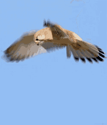 Owl Fly GIF - Owl Fly Wings GIFs