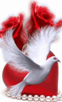Dove Pearls GIF - Dove Pearls Red GIFs