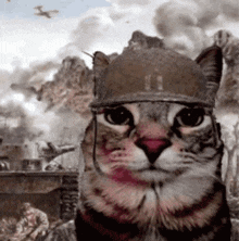 a cat wearing a helmet with the number 11 on it looks at the camera