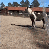 Horse Spinning GIF - Horse Spinning Rotation GIFs