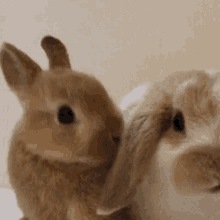Rabbit GIF - Rabbit GIFs