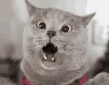 Scaredy Cat Scared Cat GIF - Scaredy Cat Scared Cat Fraidy Cat GIFs