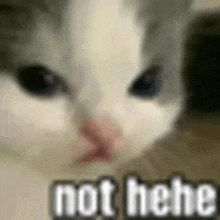 a close up of a cat 's face with the words `` not hee '' written on it .