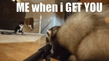 Ferret Steal GIF - Ferret Steal Me When I Get You GIFs