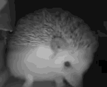 Hedgehog ежик GIF