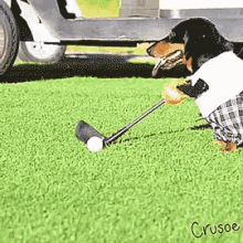 Dogs Animals GIF - Dogs Animals Cute GIFs