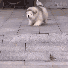 dog cute cute dog dog falling