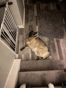 a dog is laying on the stairs next to a gate