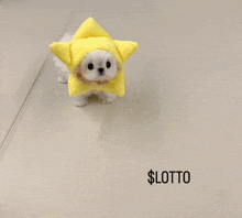 a small white dog wearing a yellow star hat is standing on a white surface next to a sign that says $ lotto