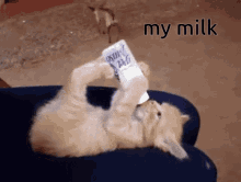 milk cat drinking milk my milk