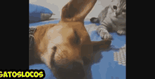 a dog laying on a bed next to a cat with gatoslocos written on the bottom right