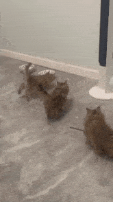 Cat Climbing GIF - Cat Climbing Laser GIFs