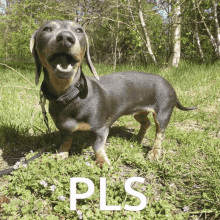 a dachshund is standing in the grass with the word pls written in white