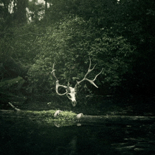 Skull Forest GIF